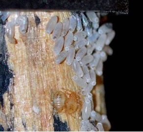 sabanas puntos negros