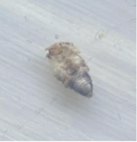 sabanas puntos negros