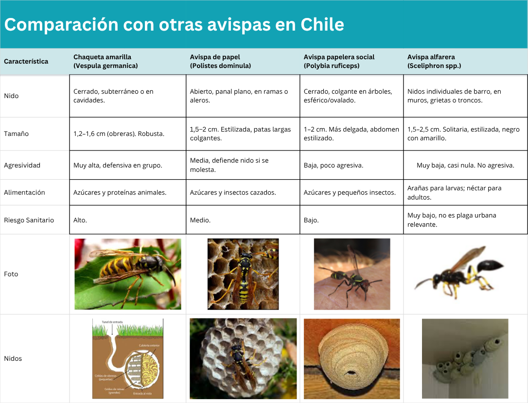 tabla avispas chaqueta amarilla